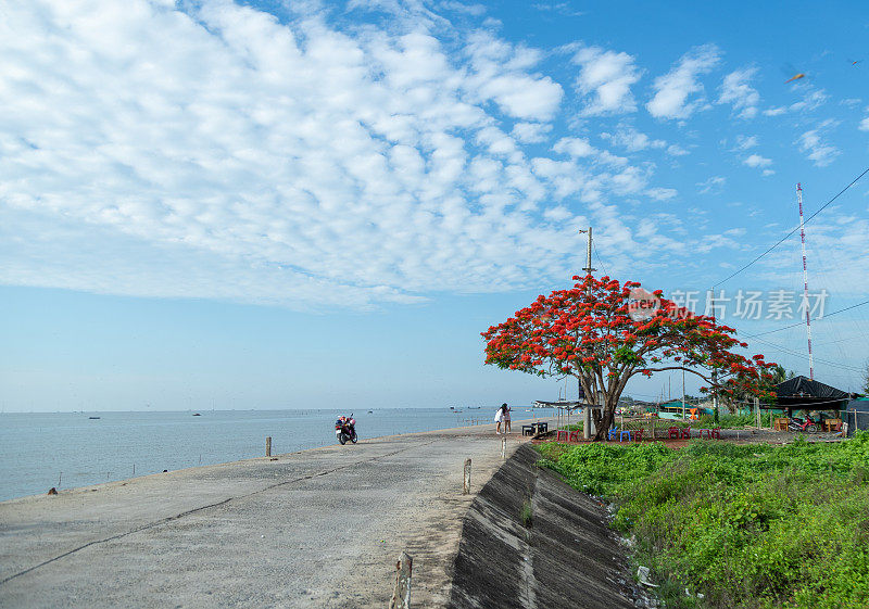 红凤凰树(Poinciana tree)在天江省Tan Thanh海滩上绽放